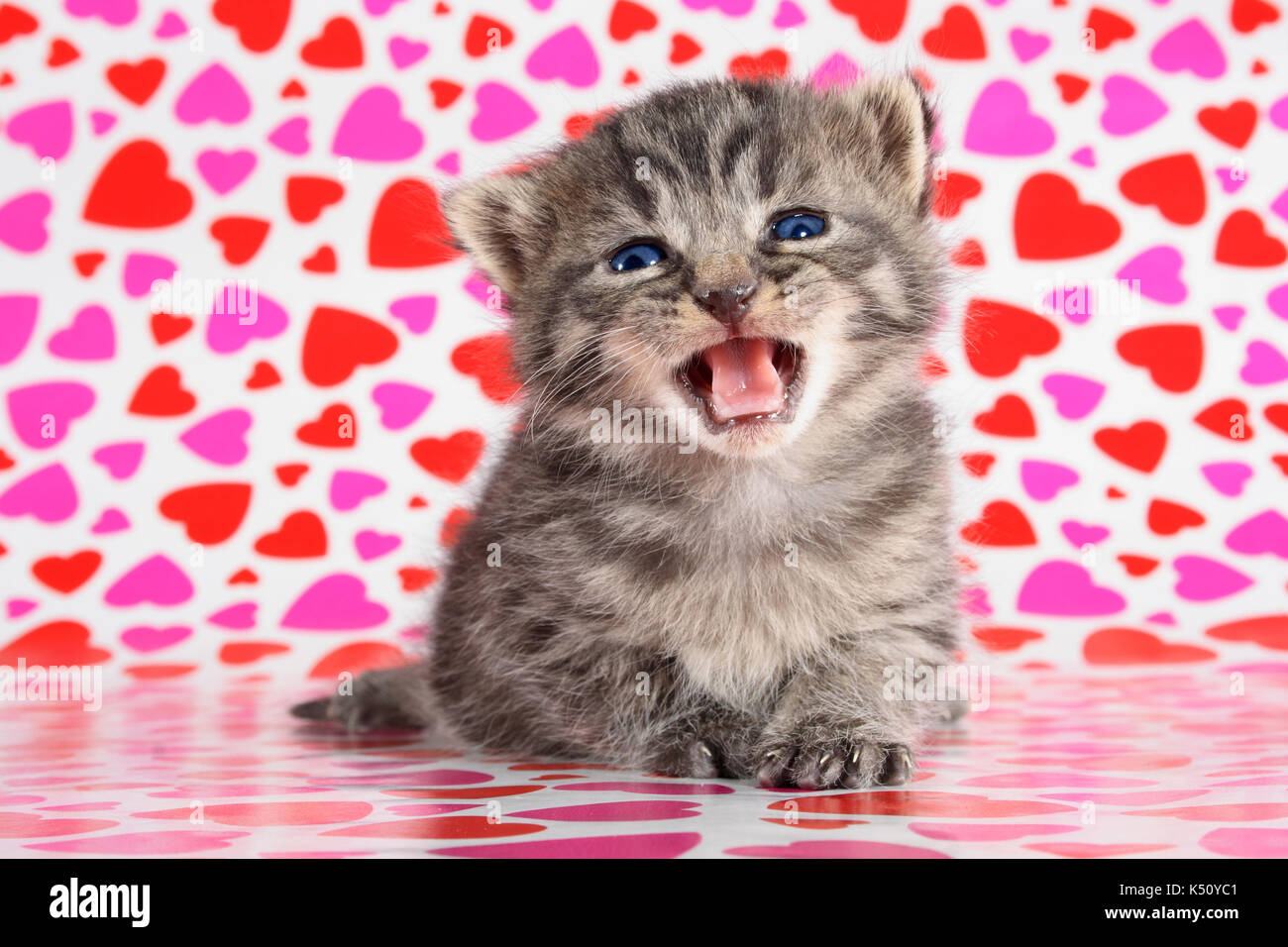 young kitten, 21 days old, black tabby, meowing Stock Photo