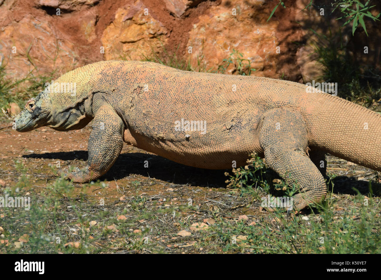Komodo dragon big lizard reptile. Wild animal. Stock Photo