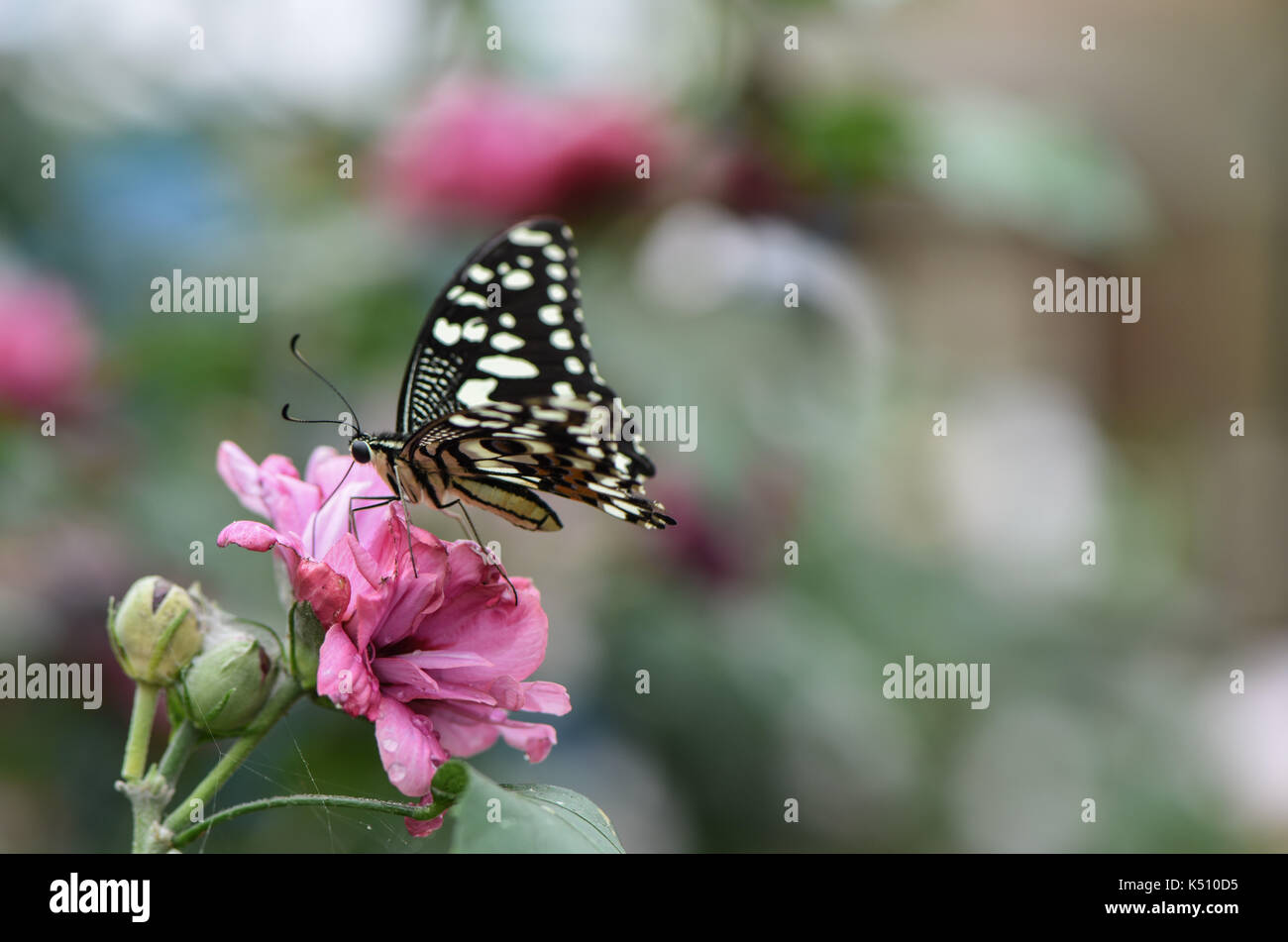 Swallowtail butterfly feeding on a pink flower, close up nature photography Stock Photo
