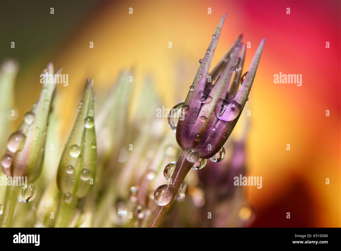 allium flower bud with raindrops on, red and yellow tulip in background, close up macro photograph and reflections in the water drops Stock Photo