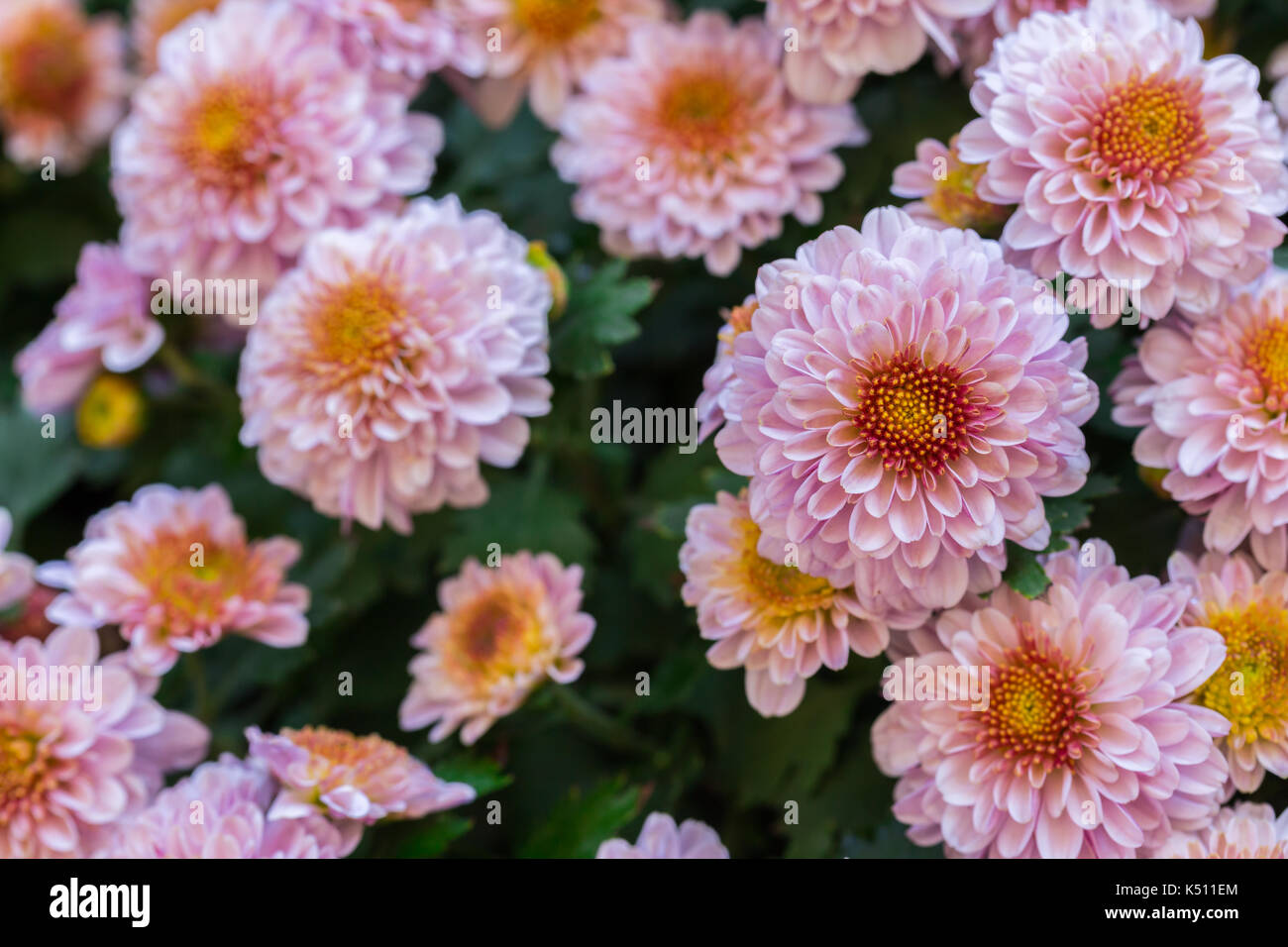 beautiful pink flower Stock Photo