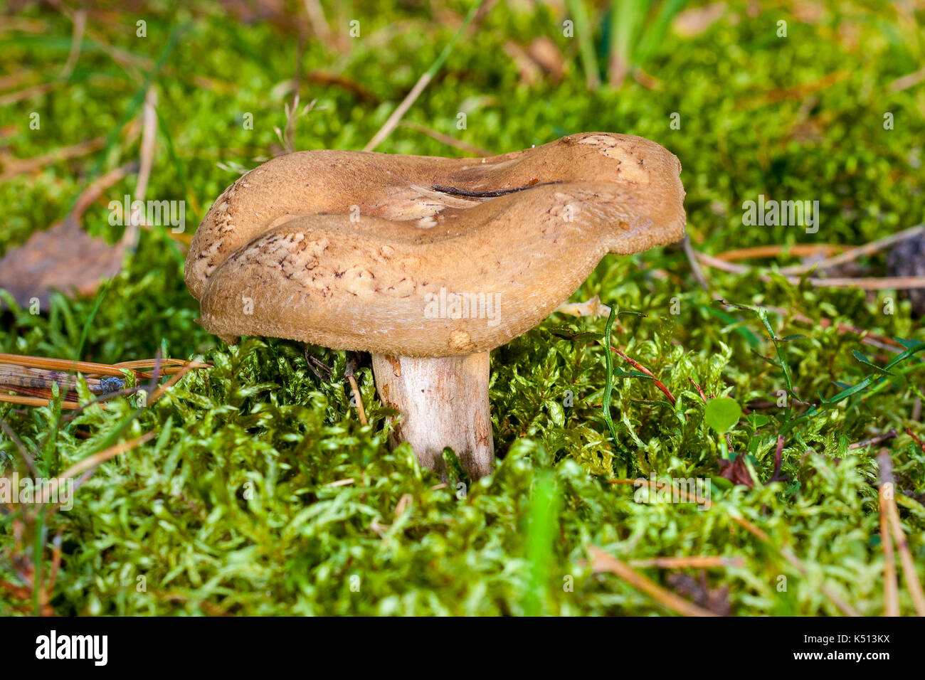 broun mushroom Paxillus involutus in moss Stock Photo