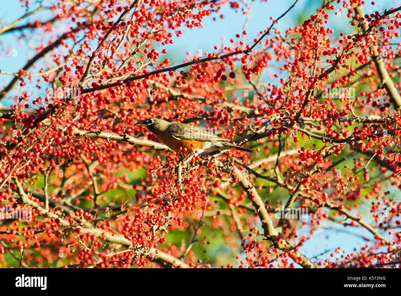 AMERICAN ROBIN (TURDUS MIGRATORIUS) PERCHED IN CRABAPPLE TREE, LITITZ PENNSYLVANIA Stock Photo