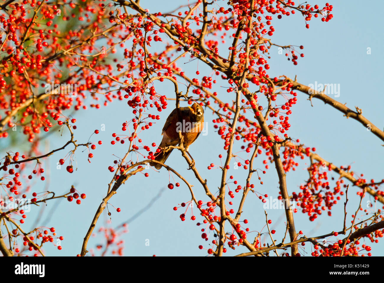 AMERICAN ROBIN (TURDUS MIGRATORIUS) PERCHED IN CRABAPPLE TREE, LITITZ PENNSYLVANIA Stock Photo