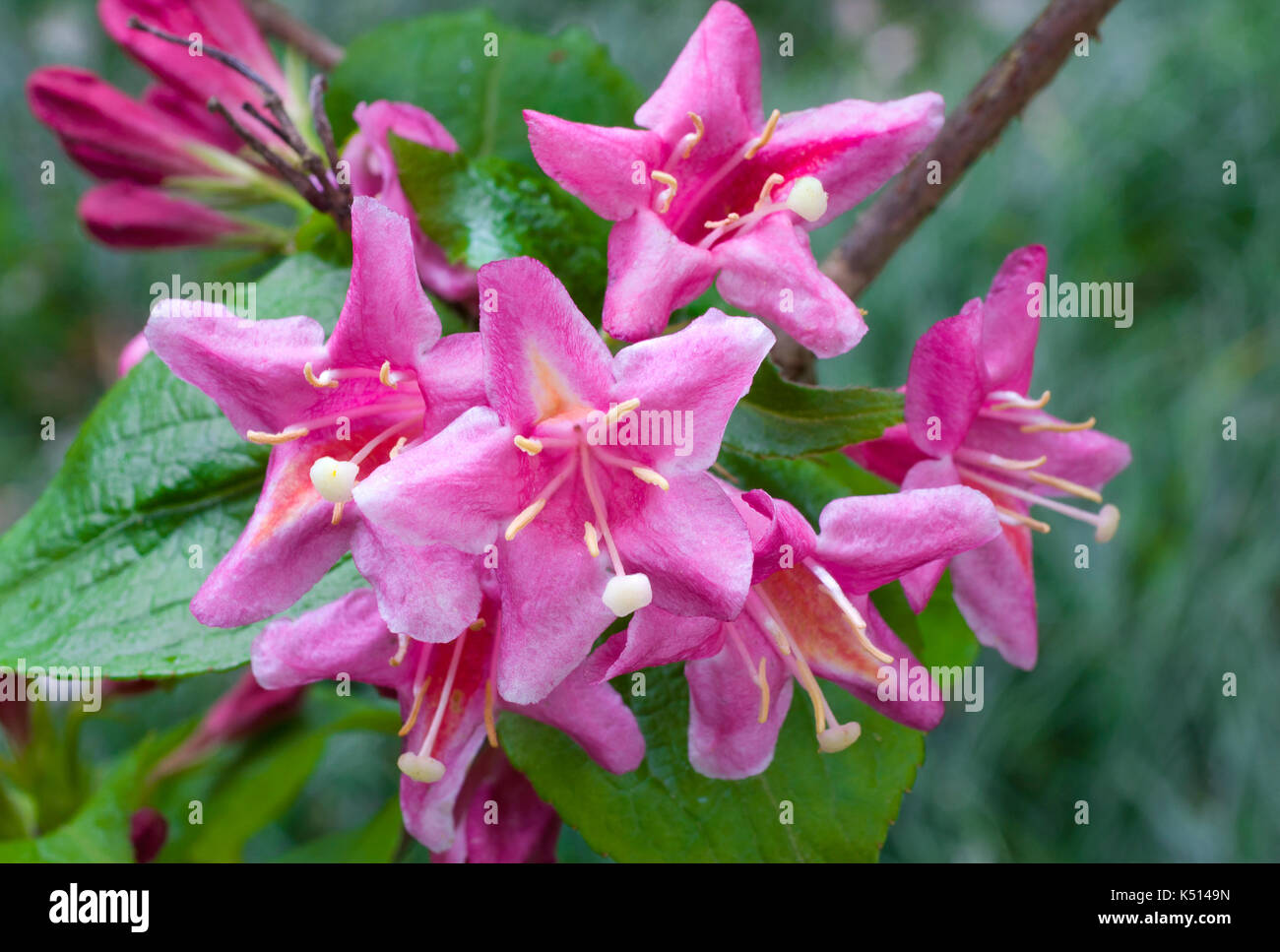 Variegated weigela hires stock photography and images Alamy