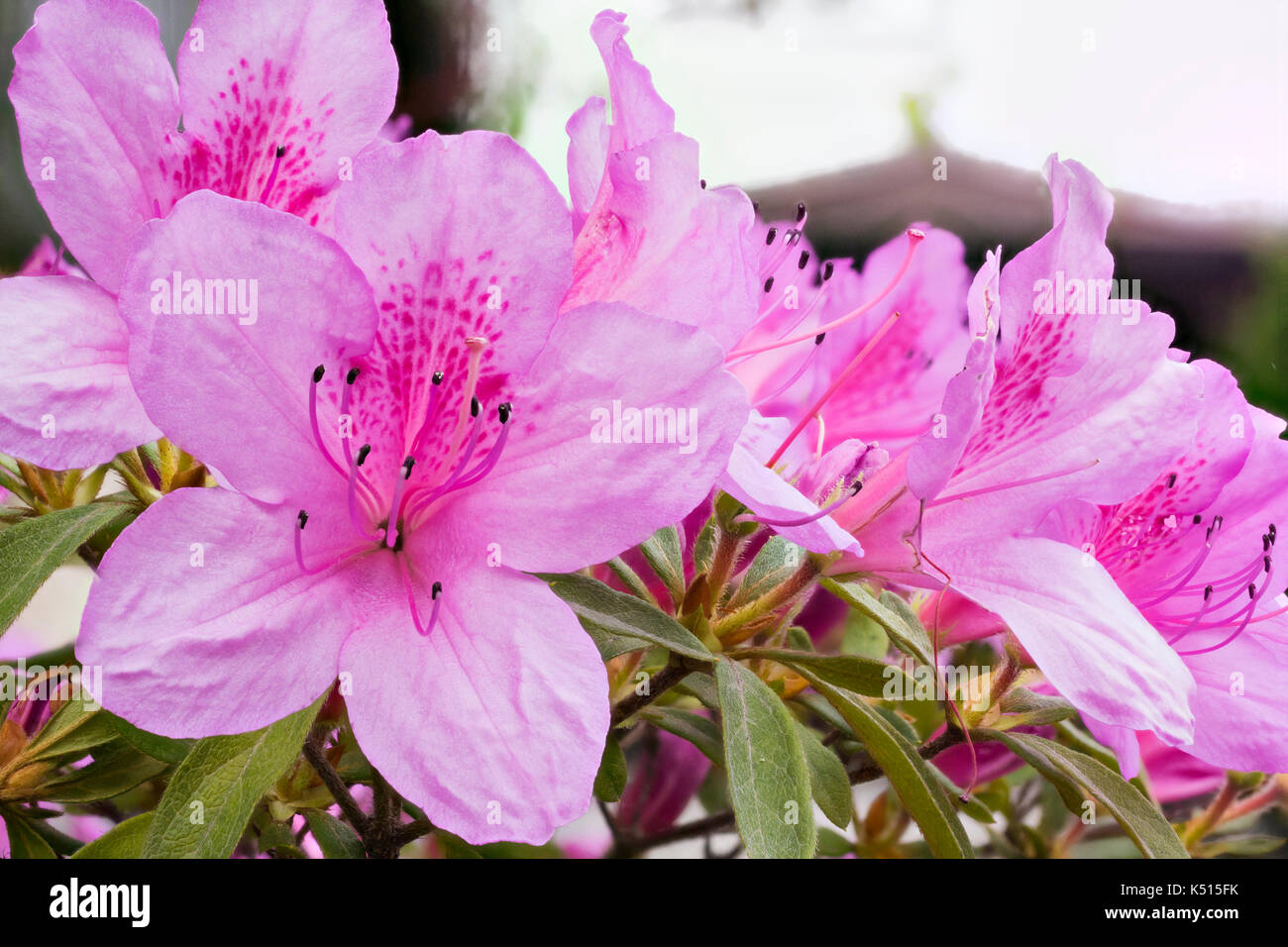 Rhododendron indicum in Sukhumi, Abkhazia Stock Photo