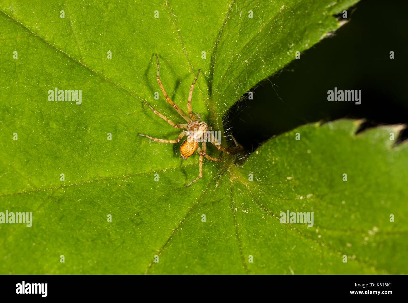 philodromid crab spider on the leaf of Alchemílla in Russia Stock Photo