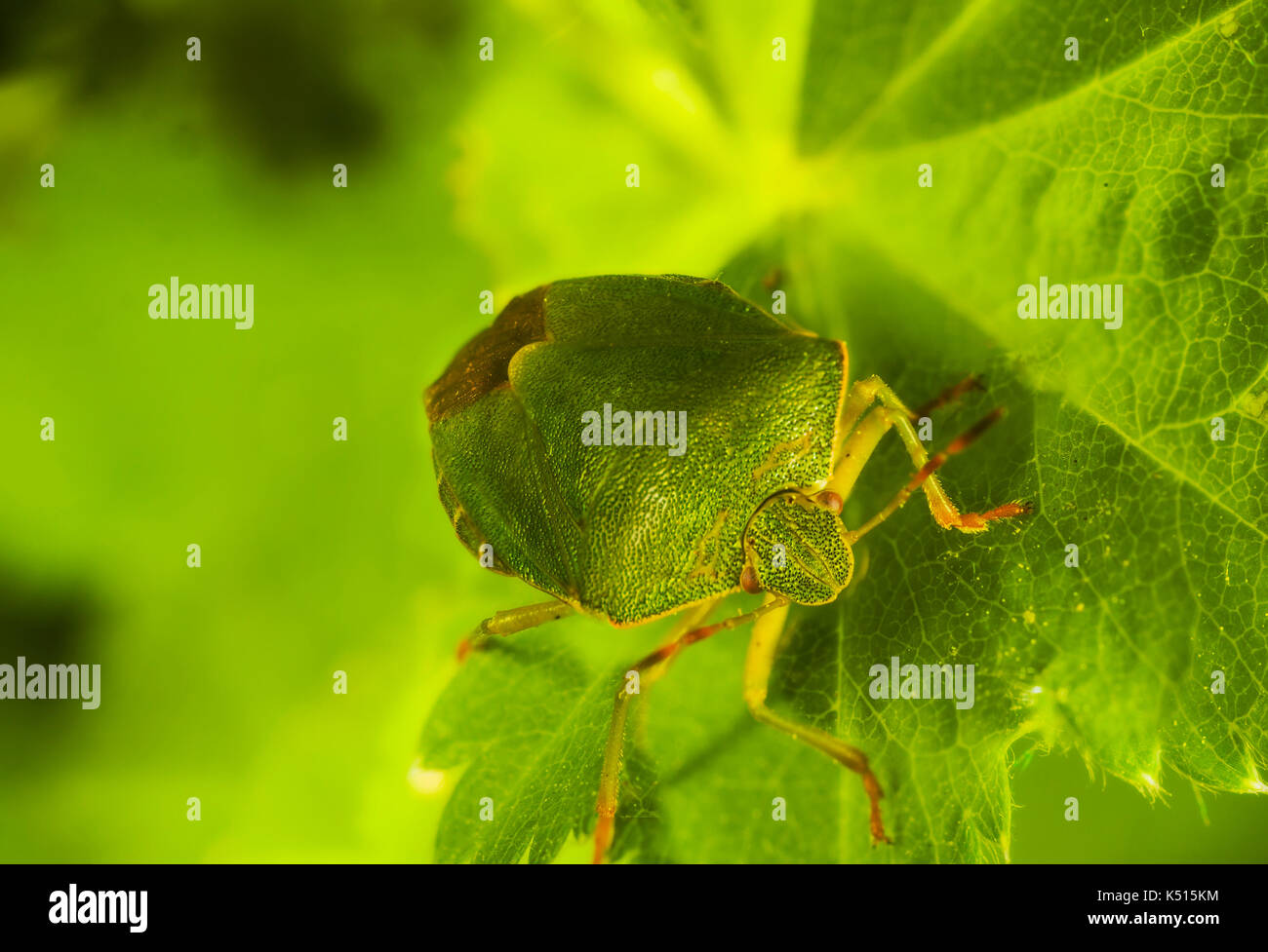 green bug Palomena prasina looking Stock Photo
