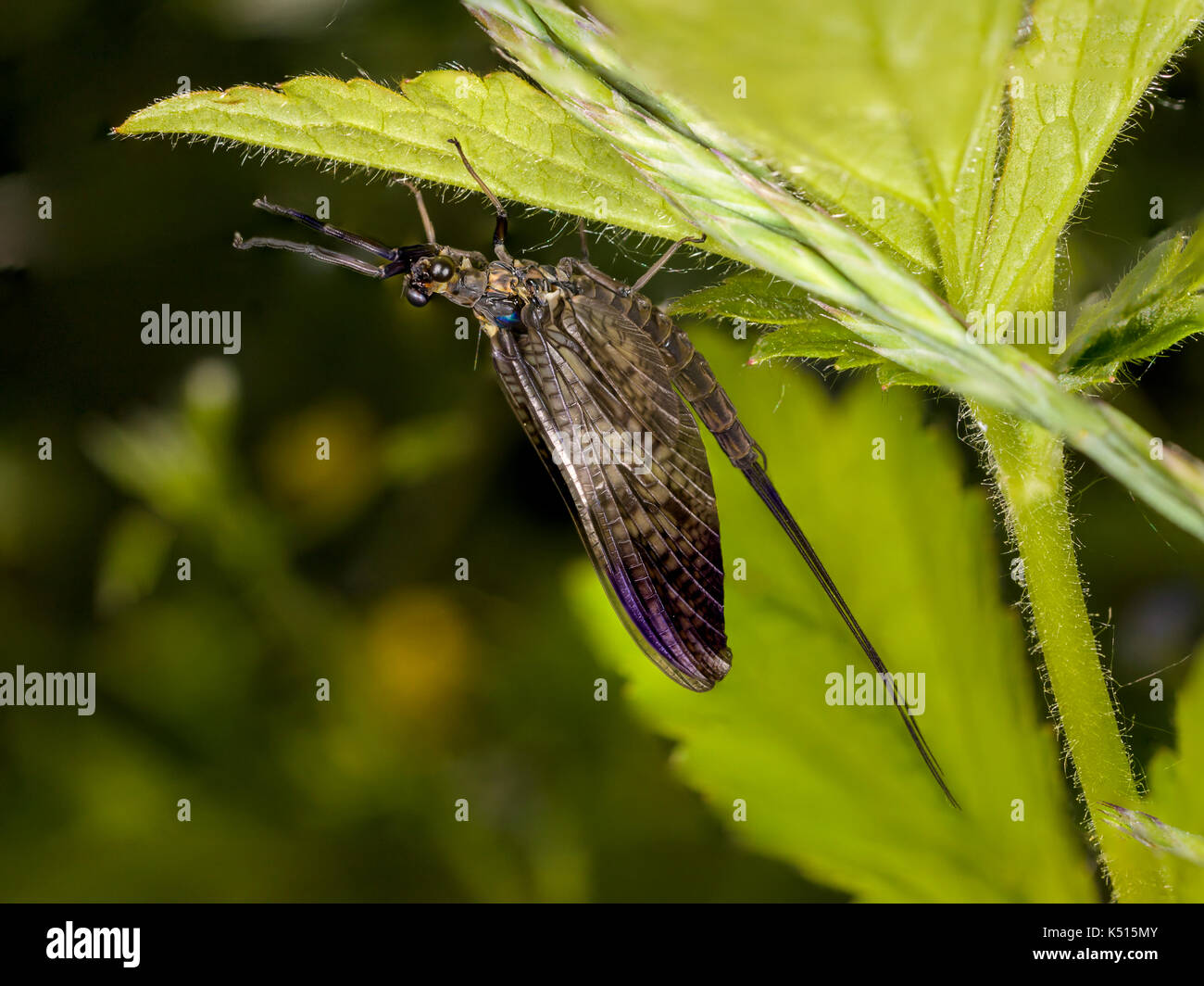 mayfly Ephemera  vulgata shadflies Ephemeroptera Stock Photo