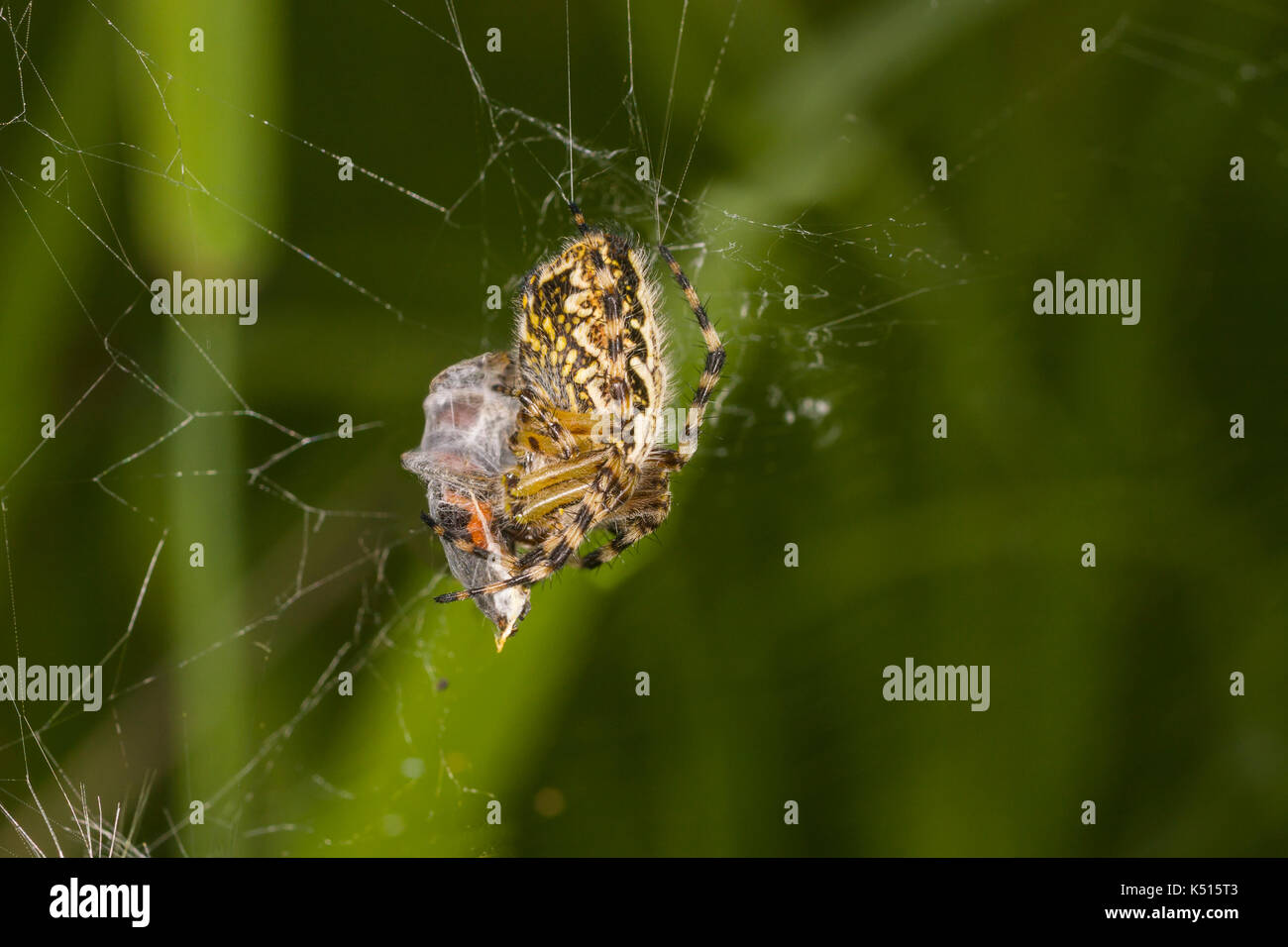 Orb-weaver spider (Araneus) in Russia Stock Photo