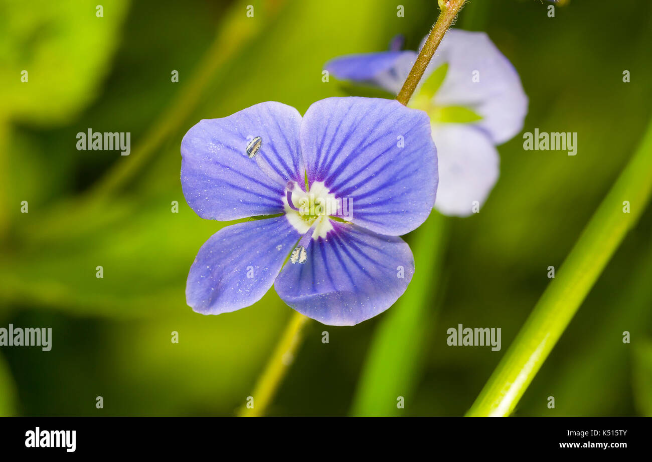 beautiful flower germander speedwell (Veronica chamaedrys) Stock Photo