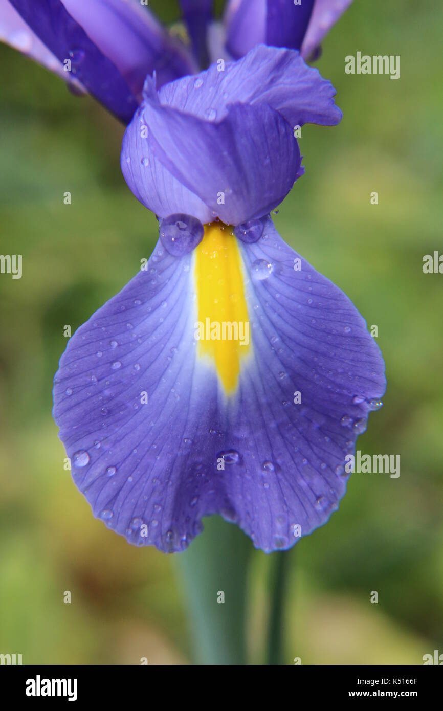 Purple Iris in the Rain Stock Photo