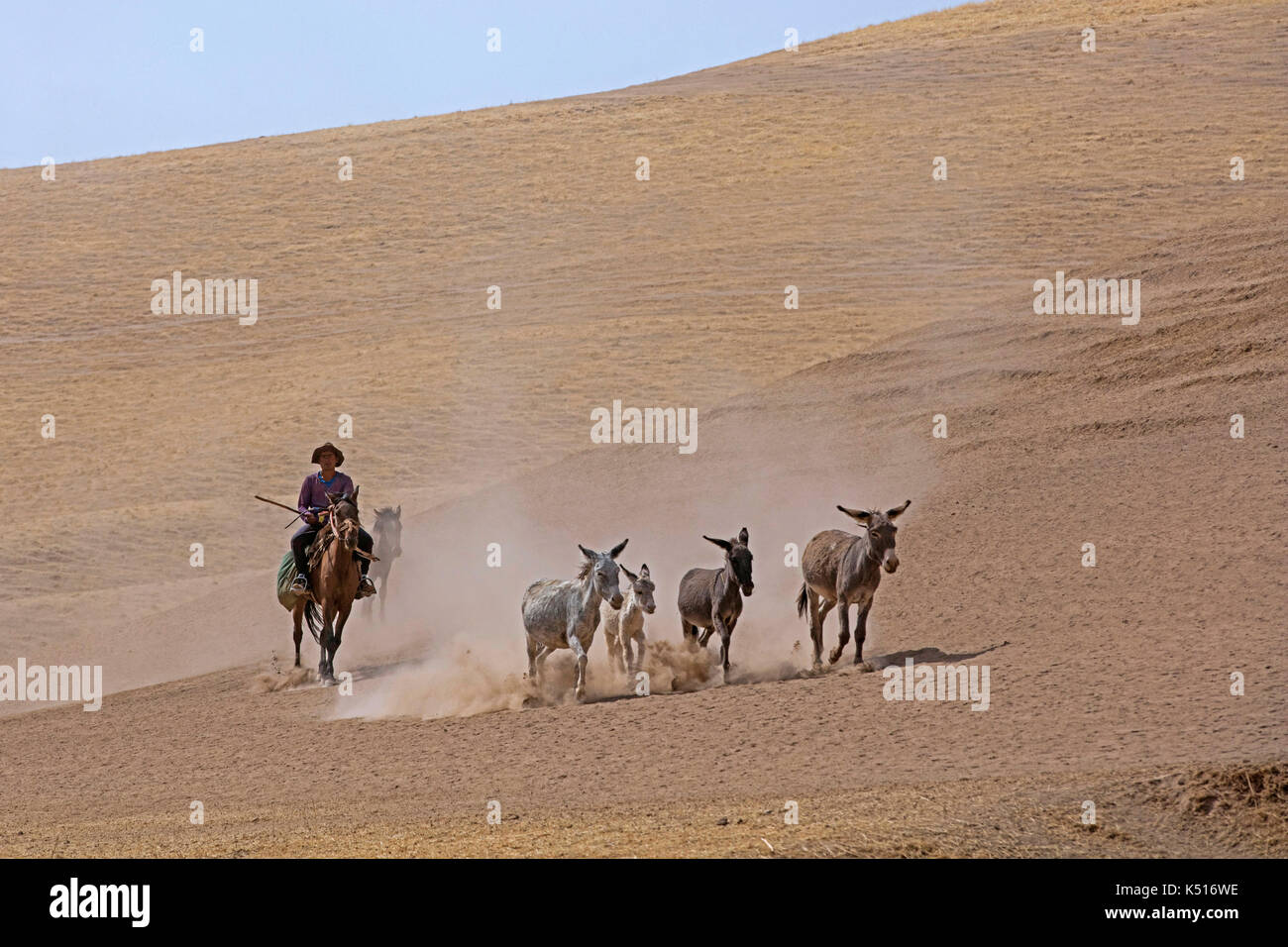 Tajik shepherd on horseback herding donkeys in desert along the Pamir Highway in Tajikistan Stock Photo