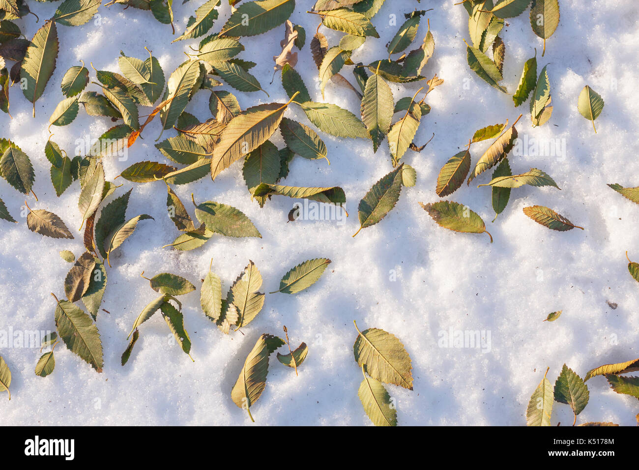 Withered elm leaves on white snow Stock Photo - Alamy