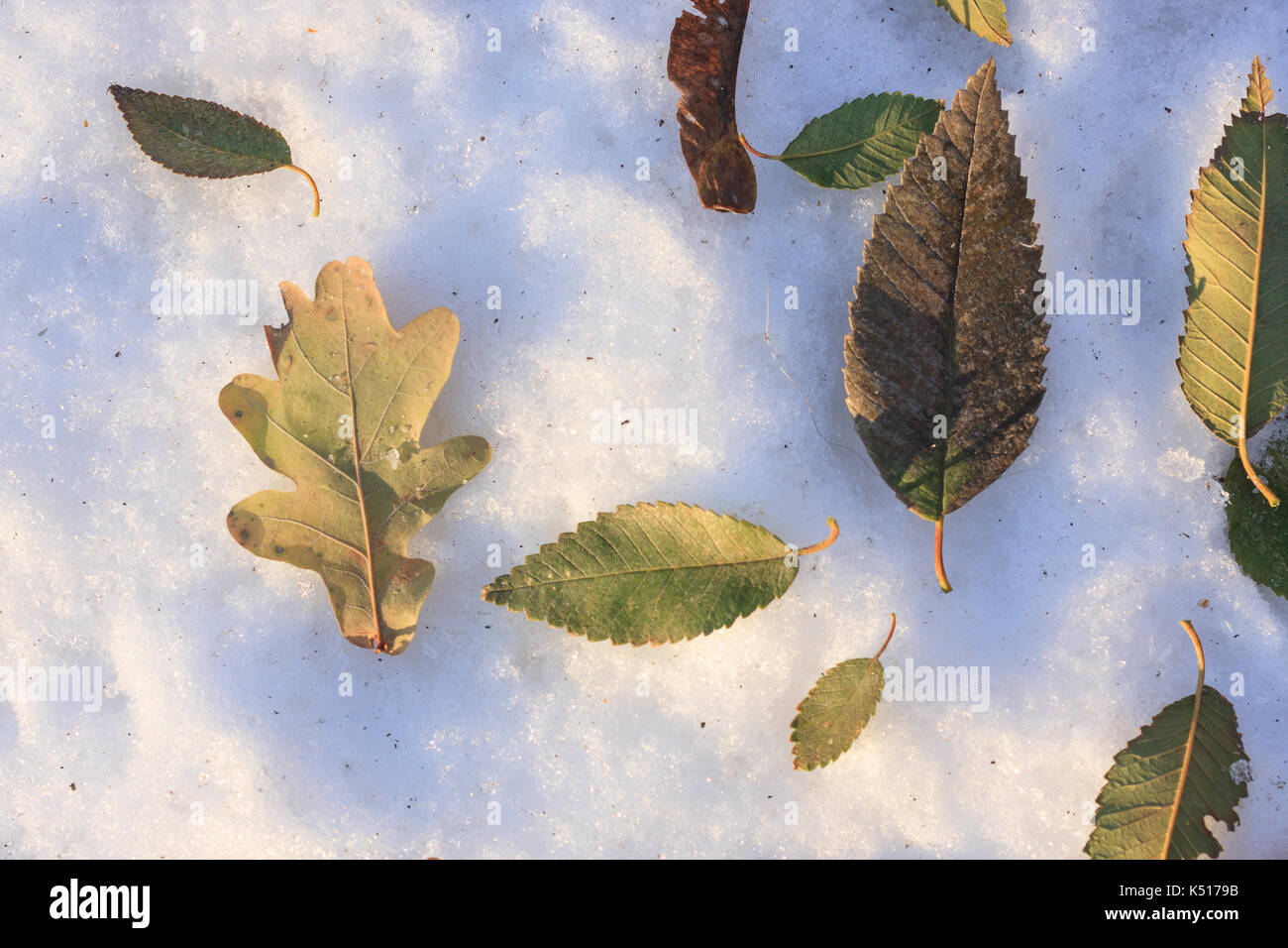 Withered elm and oak leaves on white snow Stock Photo - Alamy