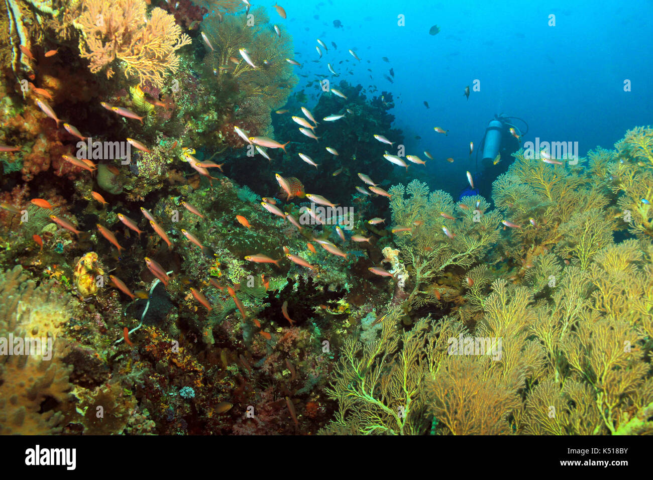 Scuba Diving in Dampier Strait, Raja Ampat, Indonesia Stock Photo