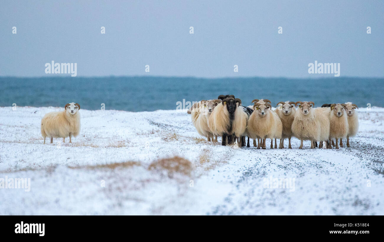 Icelandic Sheep Away From The Main Flock Stock Photo