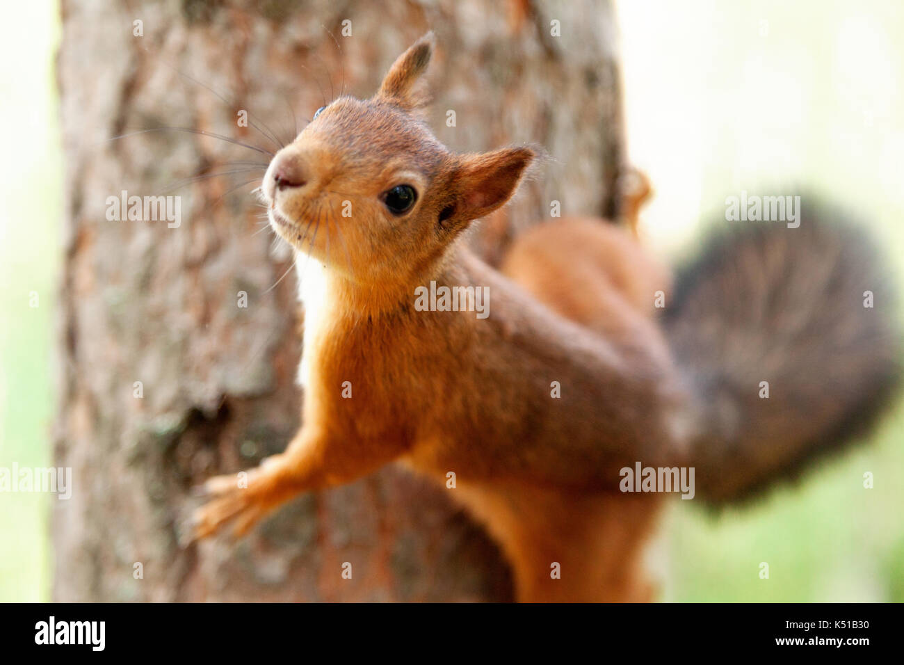 red European squirrel walks through the woods Stock Photo