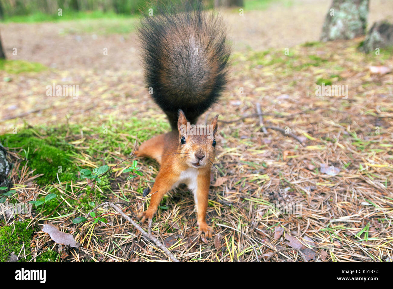 red European squirrel walks through the woods Stock Photo