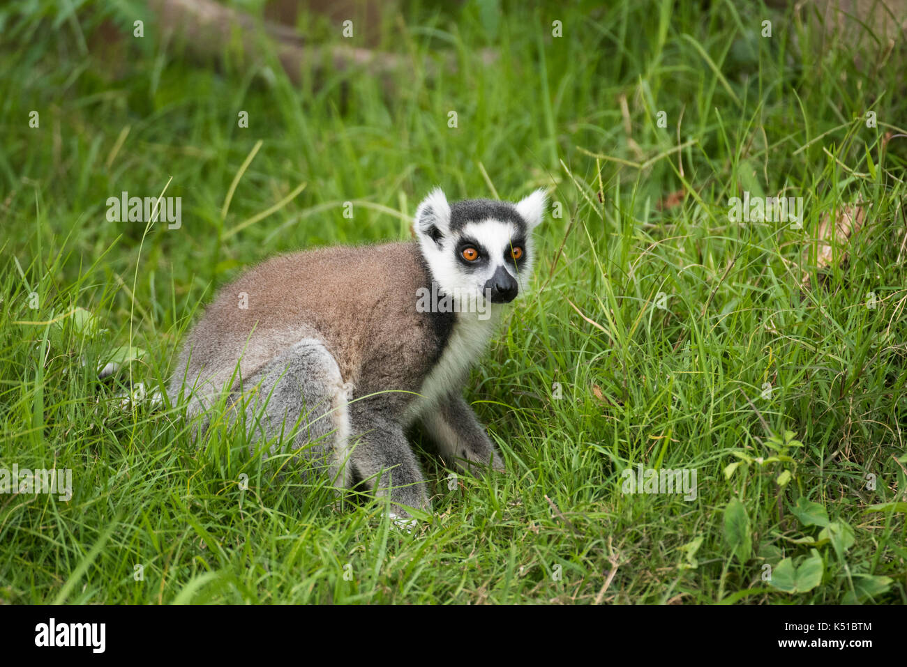 Ring-tailed lemur, Lemur catta, Botanical and Zoological Garden of Tsimbazaza, Antananarivo, Madagascar Stock Photo