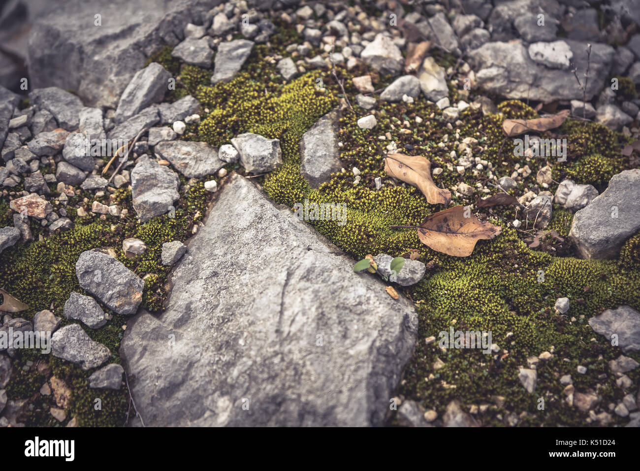 Mossy Rocks Fall Mossy stone in highlands with falling leaves during autumn season Stock ...