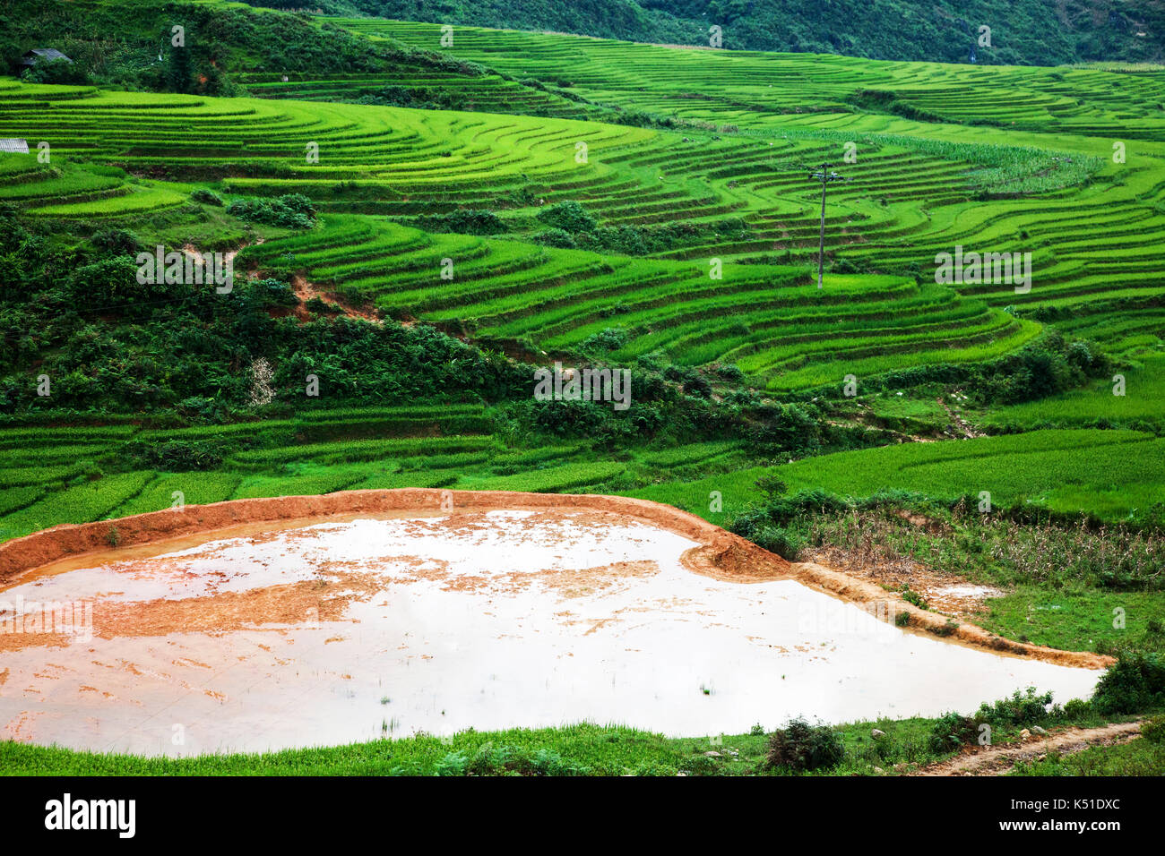 terraced green rice fields around Sa Pa, Vietnam Stock Photo - Alamy