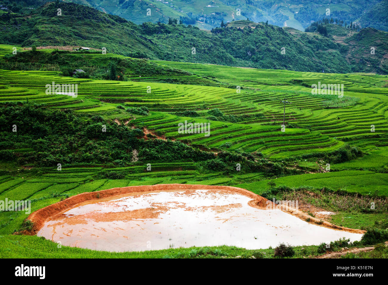 Thailand rice fields around hi-res stock photography and images - Alamy