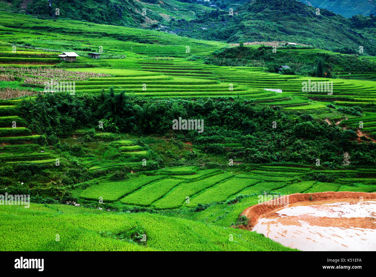 terraced green rice fields around Sa Pa, Vietnam Stock Photo - Alamy