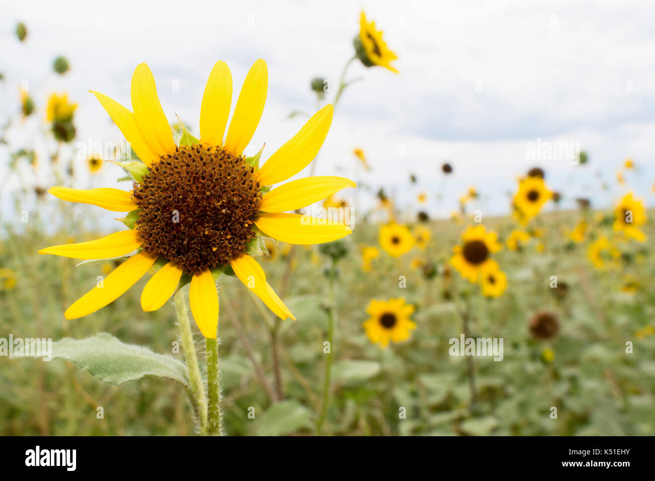 Wild Sunflowers in Colorado Stock Photo Alamy