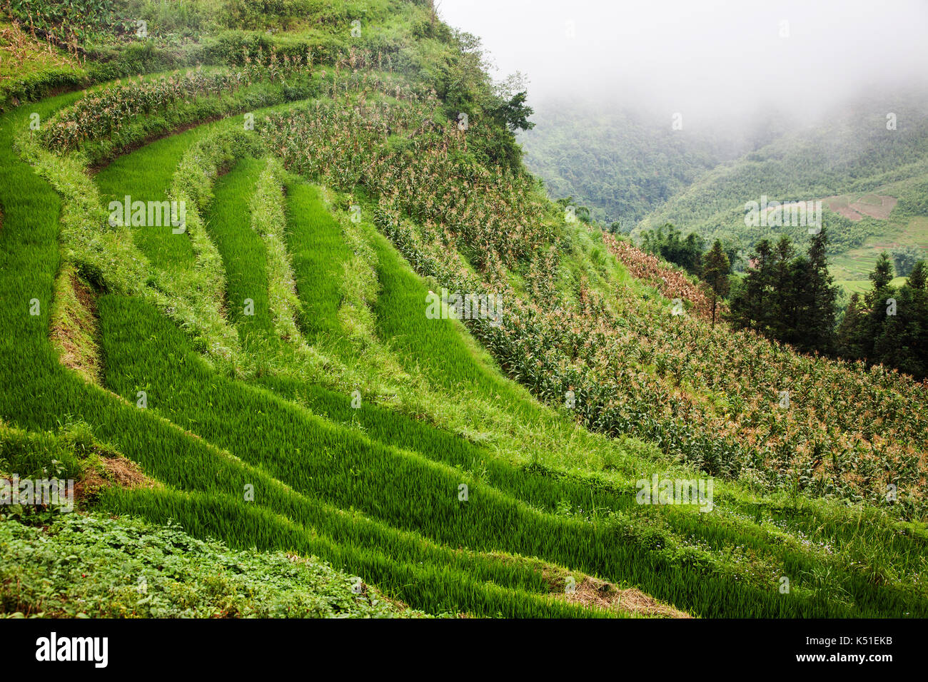 terraced green rice fields around Sa Pa, Vietnam Stock Photo - Alamy