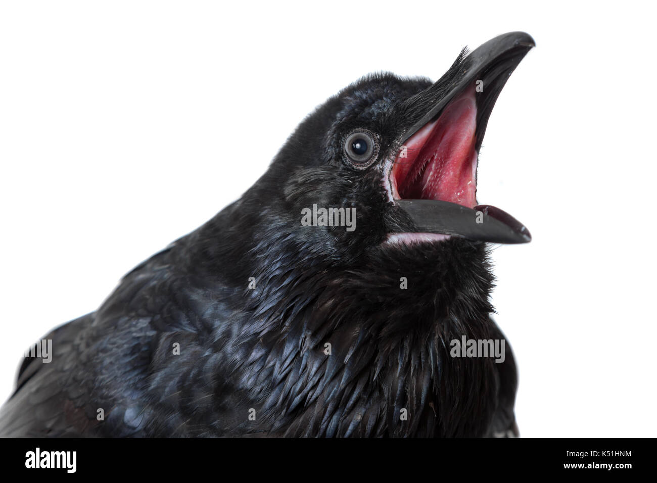 Raven with open mouth hires stock photography and images Alamy