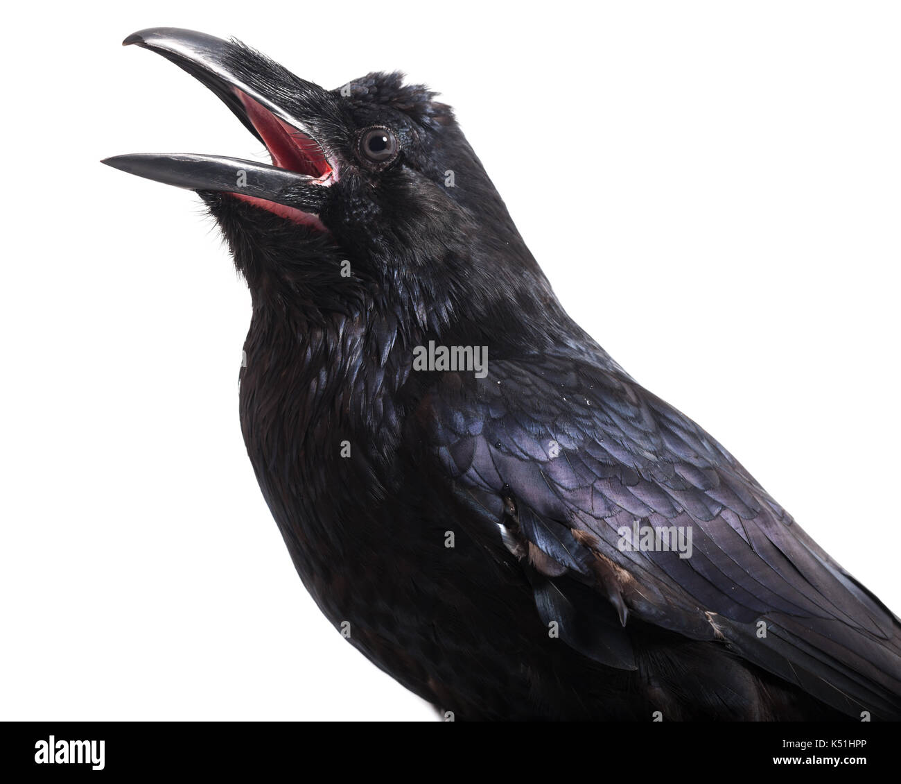 Raven with open mouth hi-res stock photography and images - Alamy