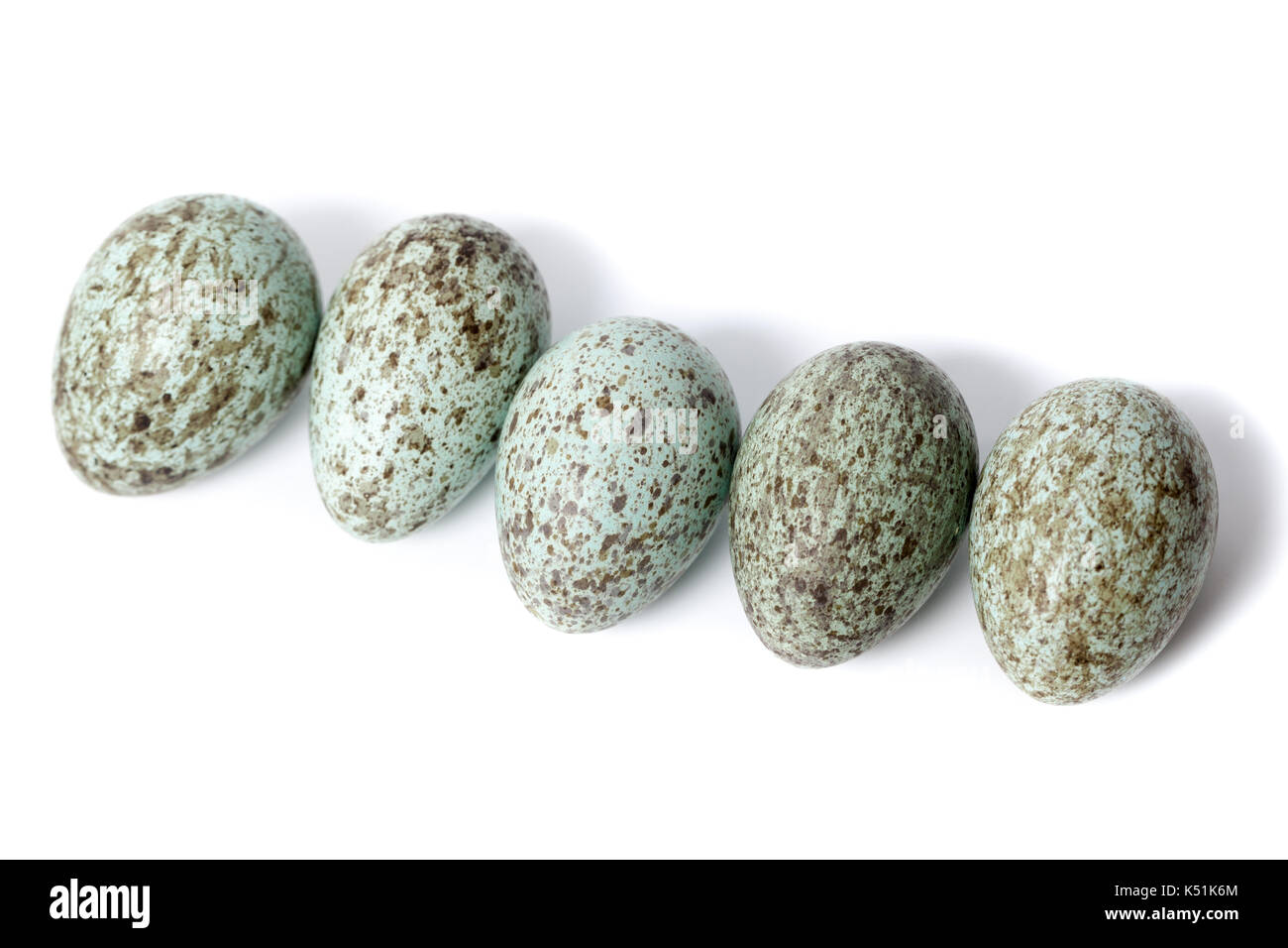 Raven Eggs