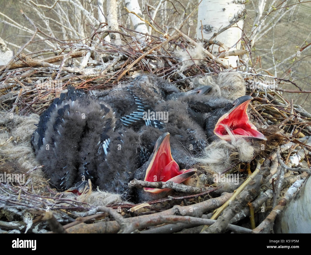 Corvus corax. The nest of the Common Raven in nature Stock Photo Alamy