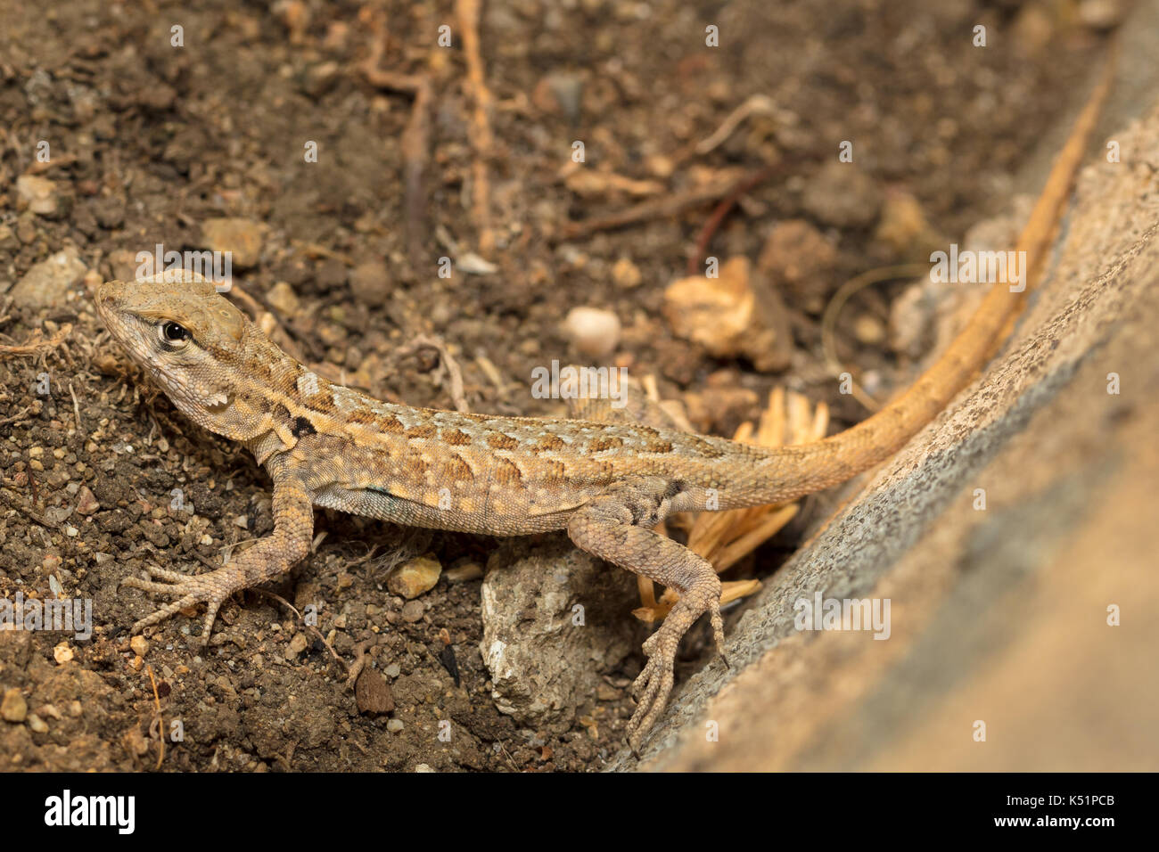 Blue Belly Lizard Stock Photo Alamy