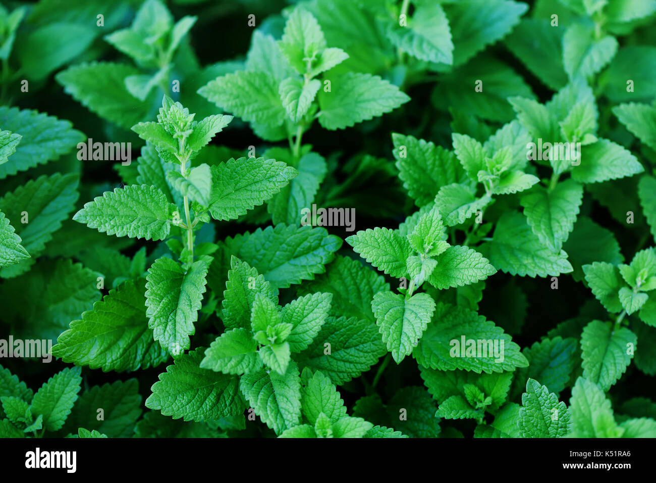 Grow peppermint hires stock photography and images Alamy