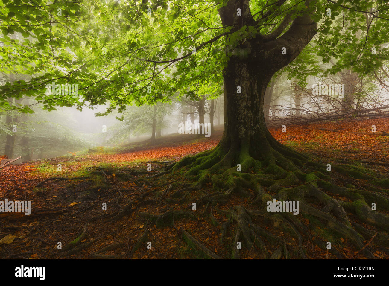 Tree roots in a foggy misty forest Stock Photo - Alamy
