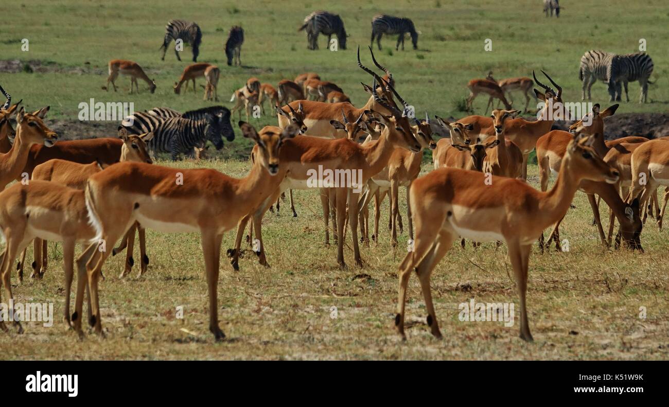 Herd of Antelopes and Zebras Stock Photo