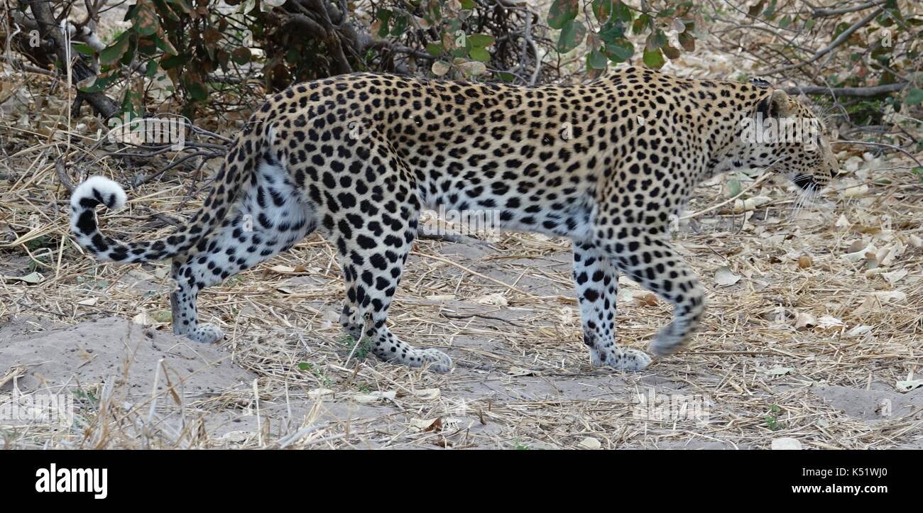 Adult leopard walking 1 Stock Photo