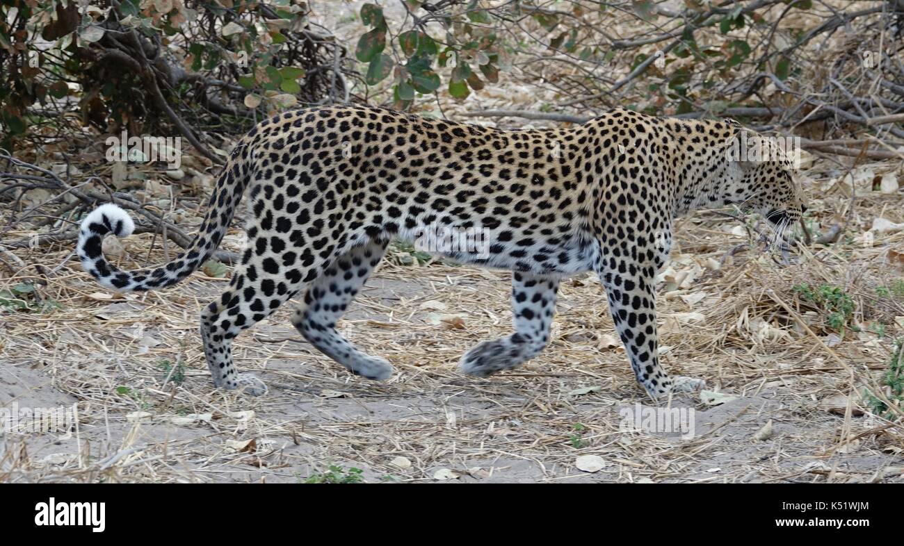 Adult leopard walking 2 Stock Photo