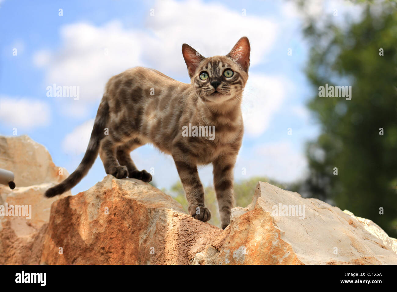 snowbengal, seal mink spotted tabby, standing on a stone in front of a blue sky with clouds Stock Photo