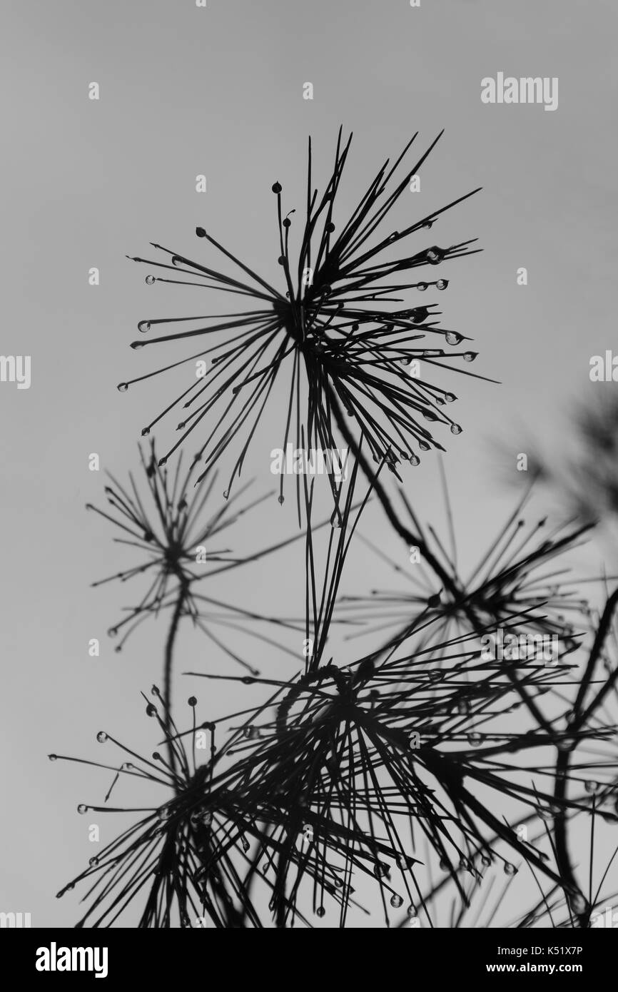 Rain drops dripping from leaf hires stock photography and images Alamy