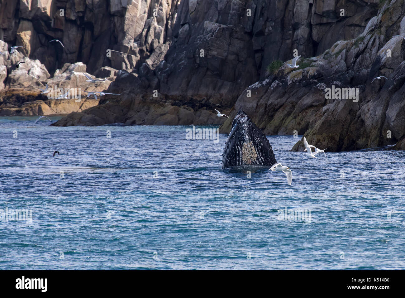 Humpback Whale Mouth Open High Resolution Stock Photography and Images