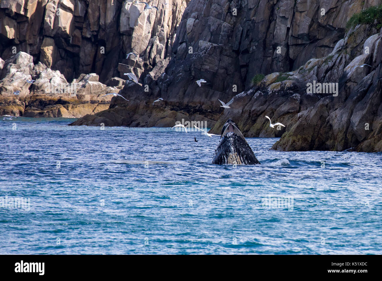 Humpback whale mouth open hi-res stock photography and images - Alamy