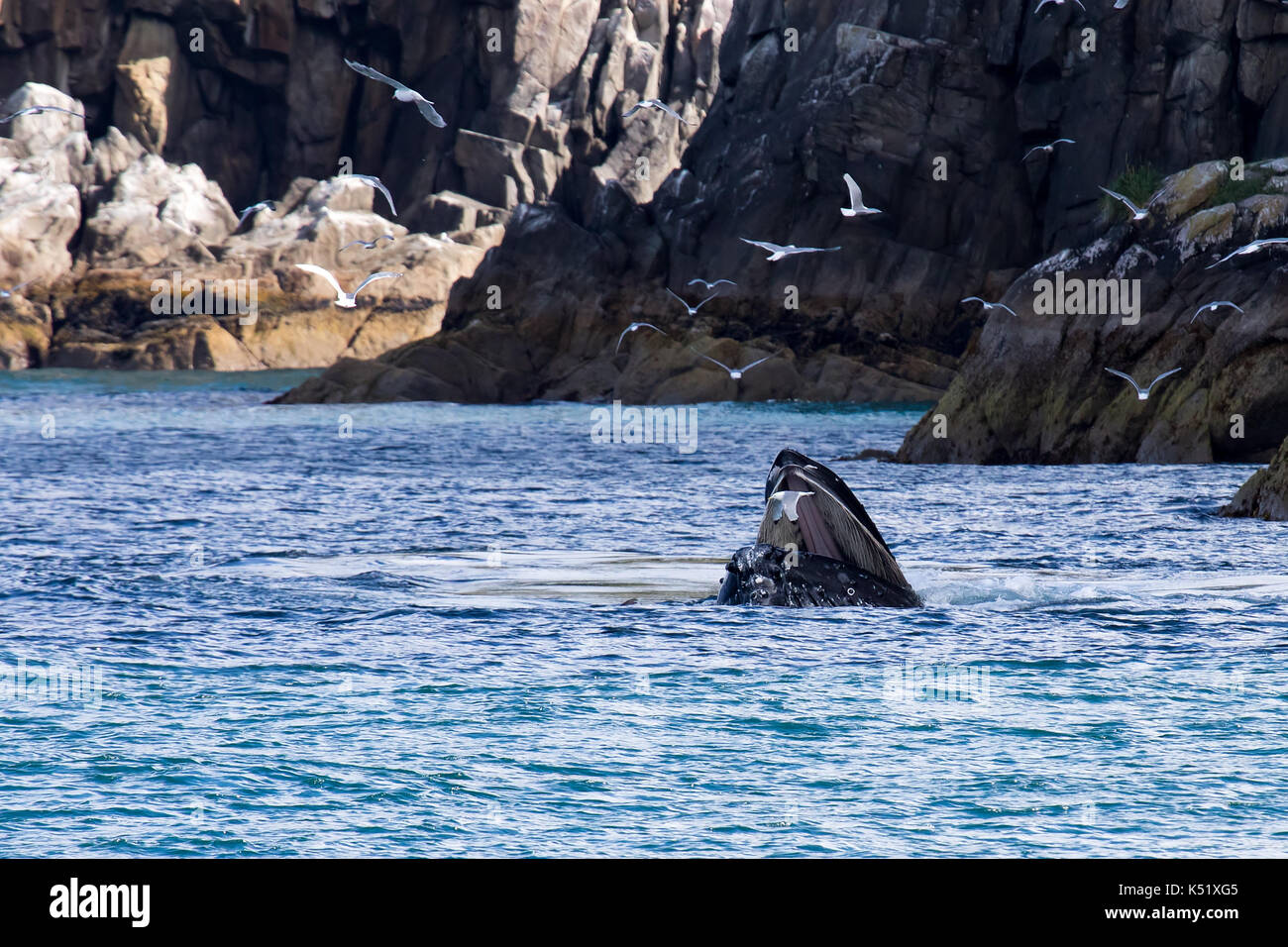 Humpback whale mouth open hi-res stock photography and images - Alamy
