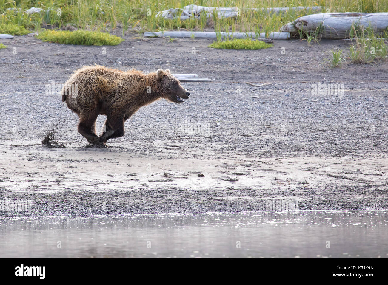 coastal brown bear running , Katmai Alaska Stock Photo