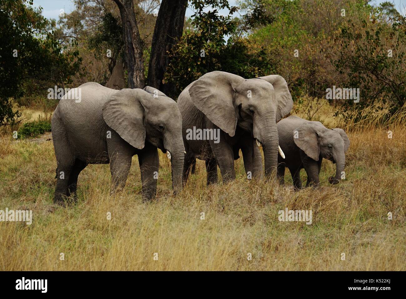 Three African elephants Stock Photo