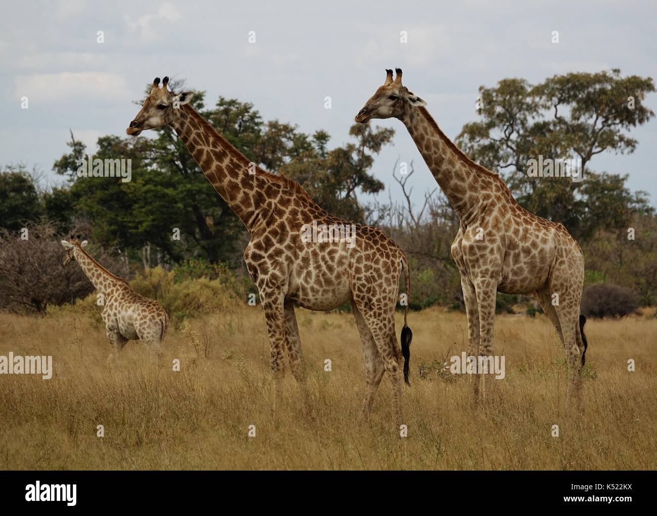 Three Giraffe standing Stock Photo