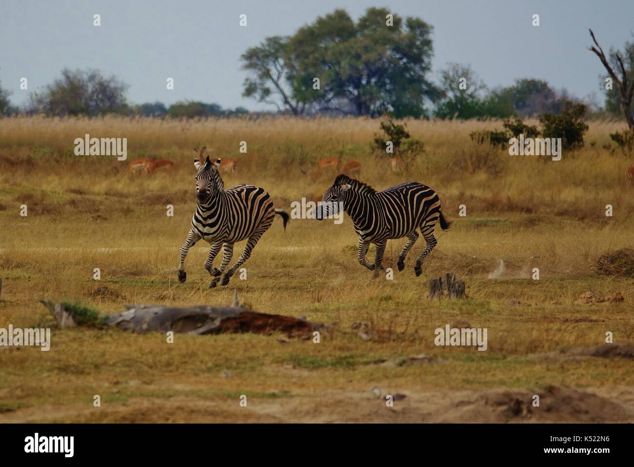 Two Zebras fighting Stock Photo