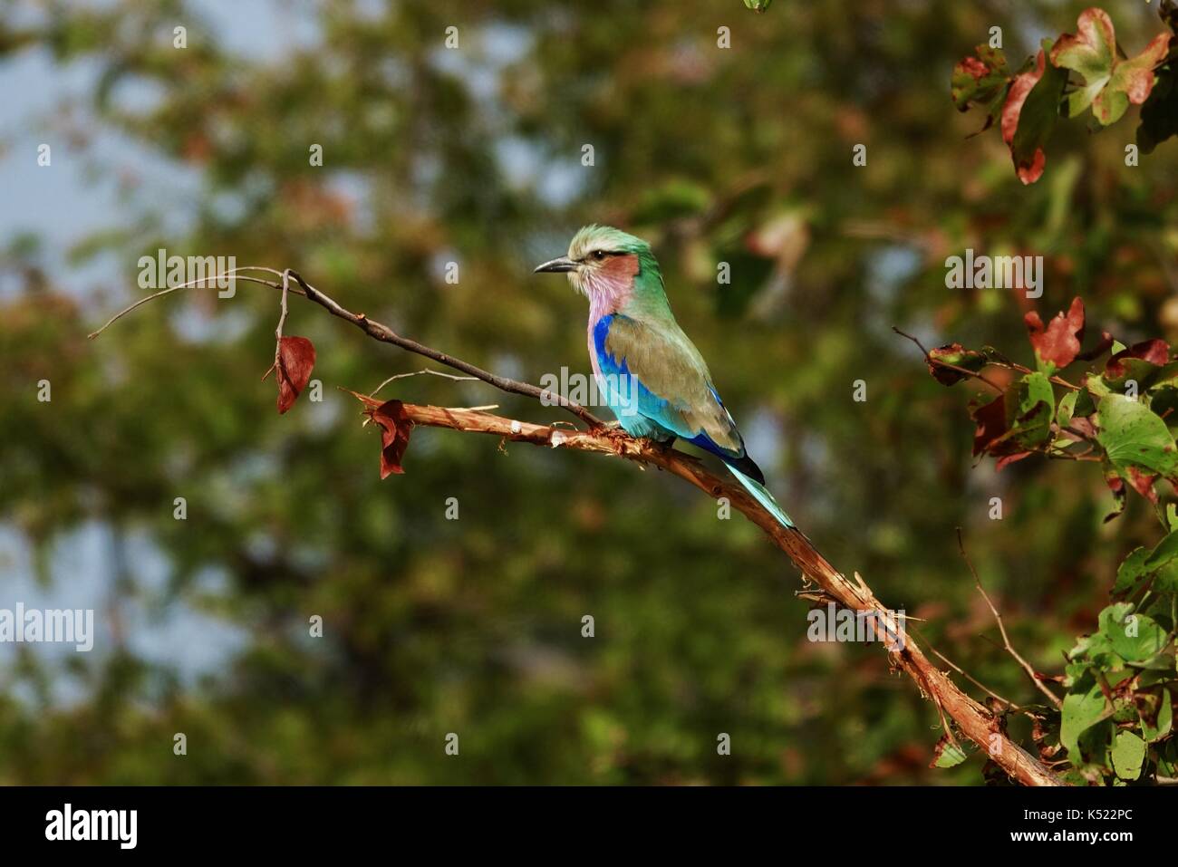 Lilac-breasted Roller in tree Stock Photo